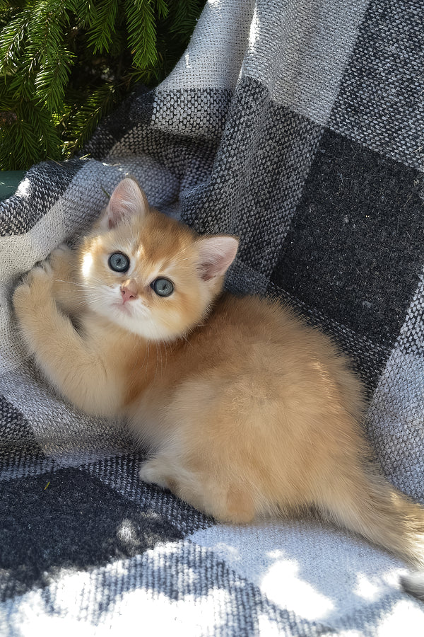 Bettina | British Shorthair Kitten