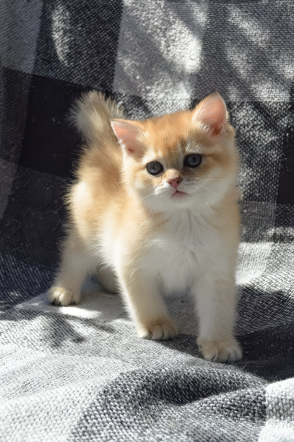 Bettina | British Shorthair Kitten