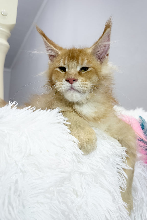 Big Ben | Maine Coon Kitten