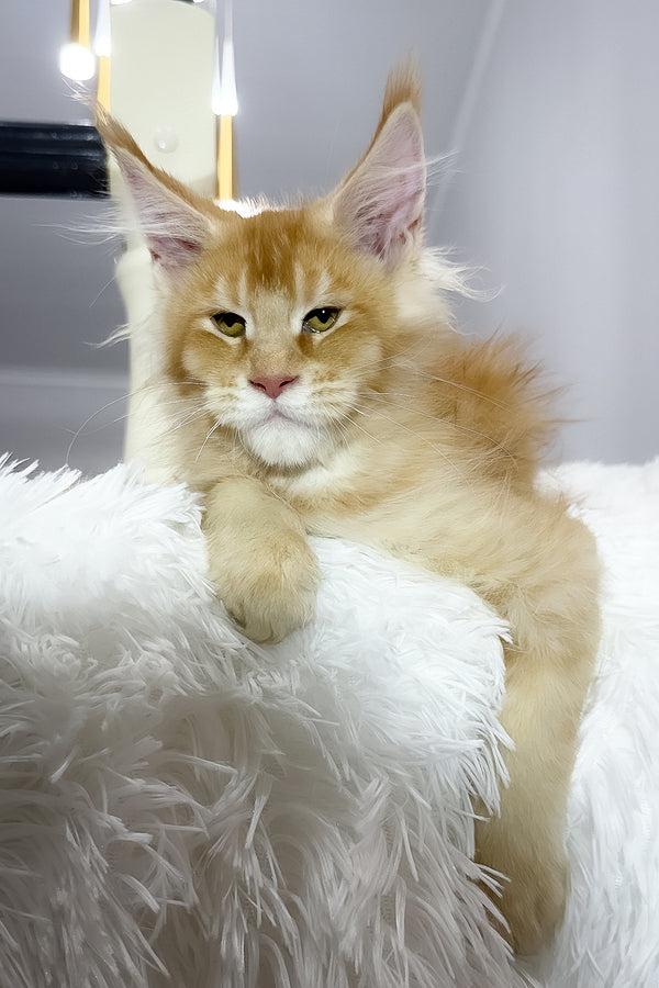 Big Ben | Maine Coon Kitten