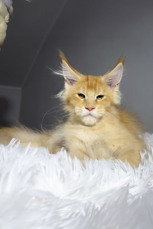 Big Ben | Maine Coon Kitten