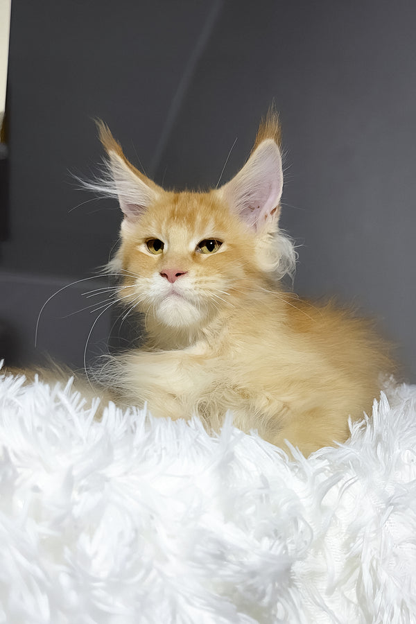 Big Ben | Maine Coon Kitten