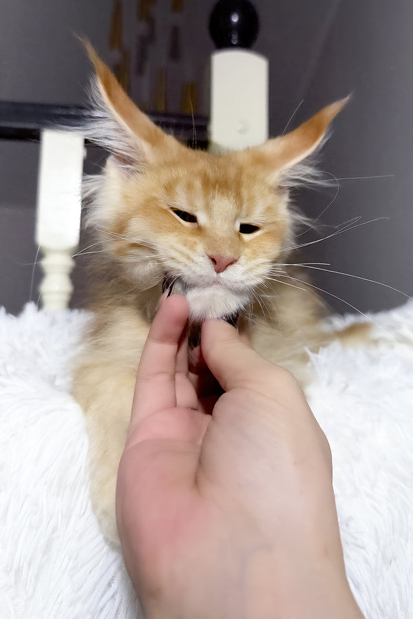 Big Ben | Maine Coon Kitten