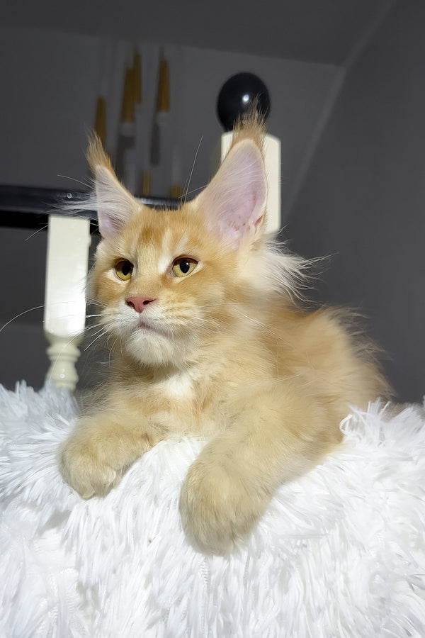 Big Ben | Maine Coon Kitten