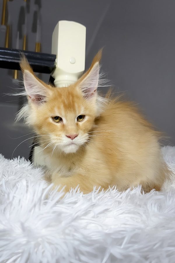 Big Ben | Maine Coon Kitten