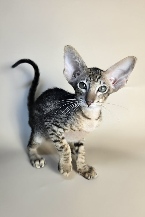 Biscuit | Oriental Shorthair Kitten