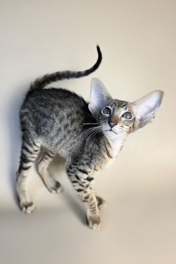 Biscuit | Oriental Shorthair Kitten