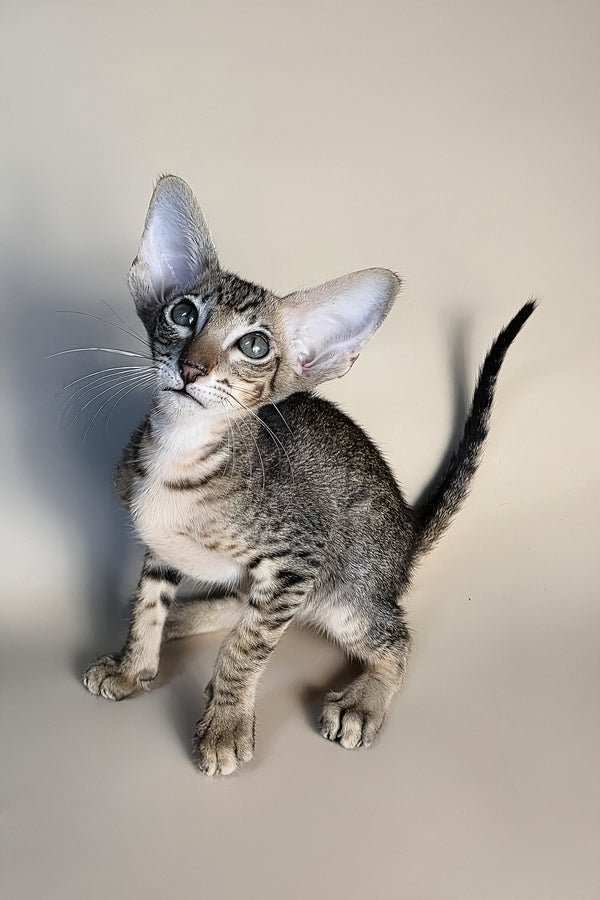 Biscuit | Oriental Shorthair Kitten