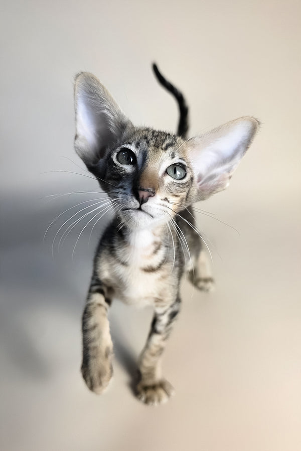 Biscuit | Oriental Shorthair Kitten