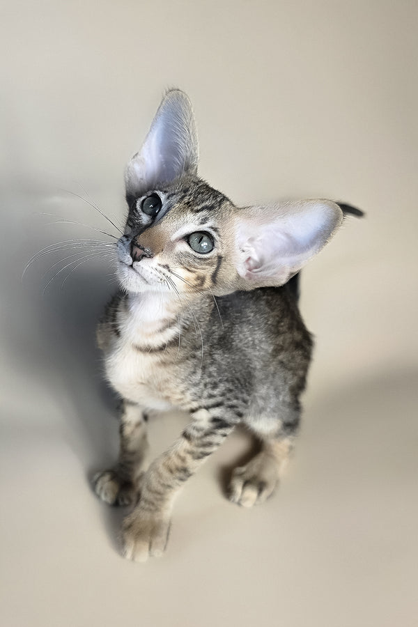 Biscuit | Oriental Shorthair Kitten