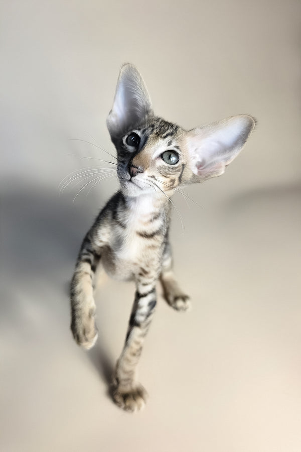Biscuit | Oriental Shorthair Kitten