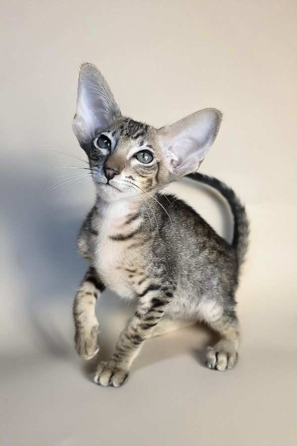Biscuit | Oriental Shorthair Kitten