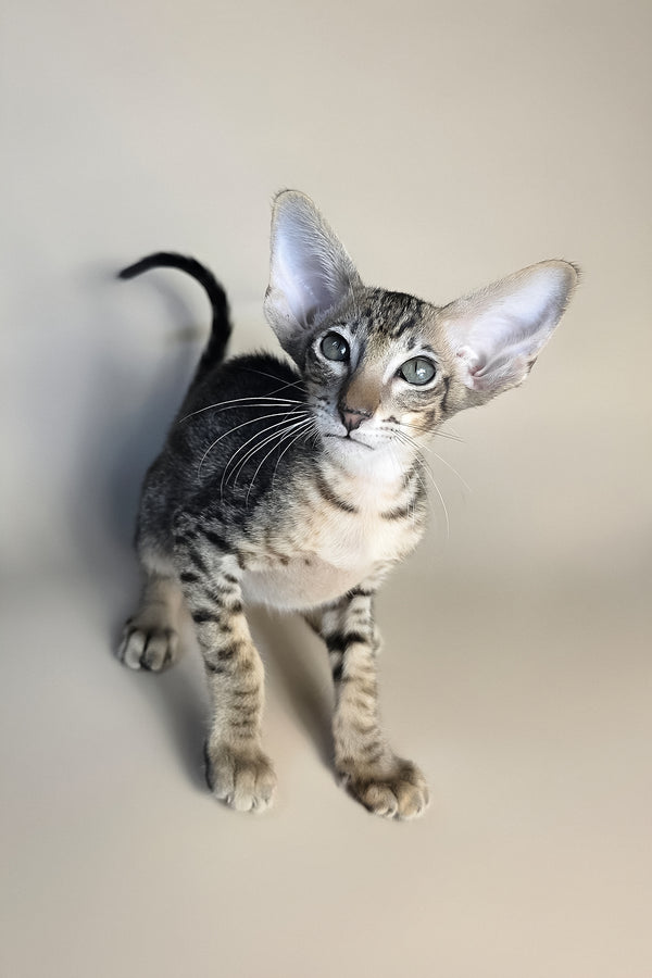 Biscuit | Oriental Shorthair Kitten