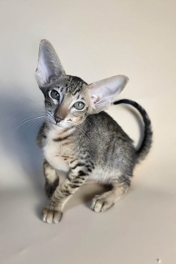 Biscuit | Oriental Shorthair Kitten