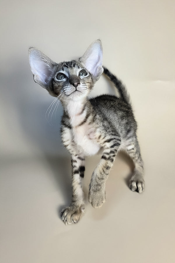 Biscuit | Oriental Shorthair Kitten