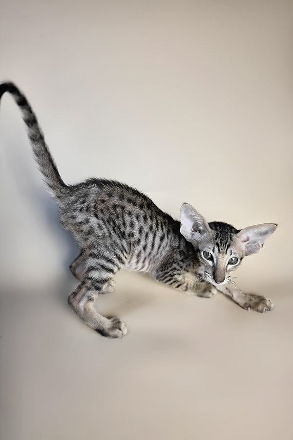 Biscuit | Oriental Shorthair Kitten
