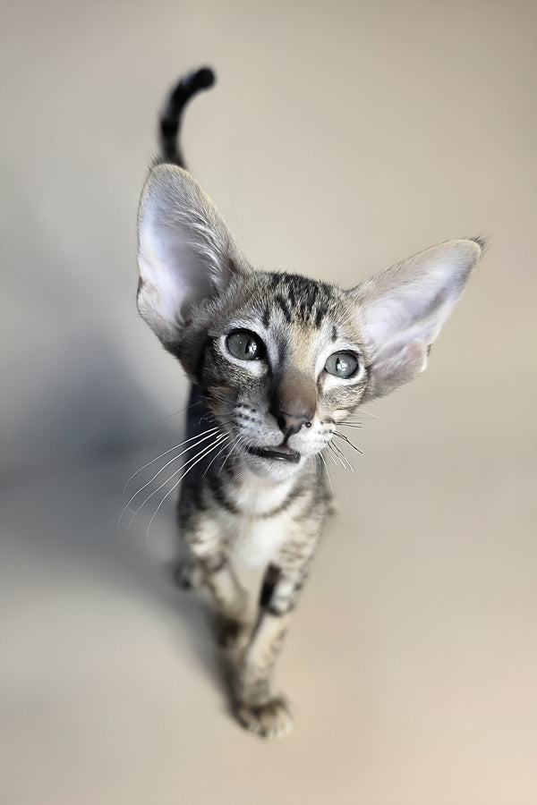 Biscuit | Oriental Shorthair Kitten