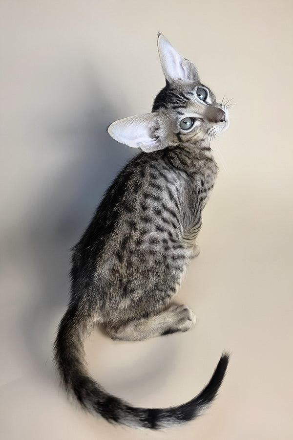 Biscuit | Oriental Shorthair Kitten