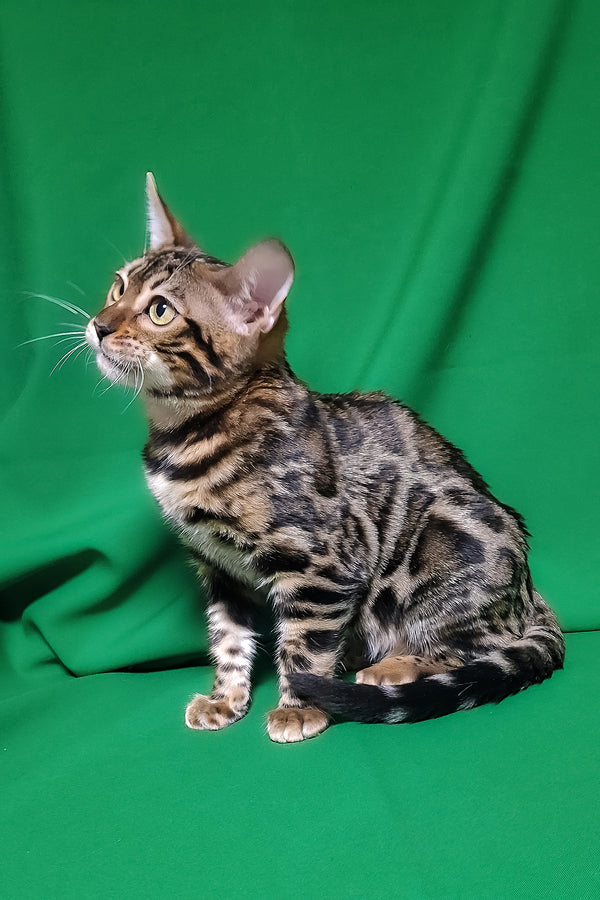 Bonnie | Bengal Kitten