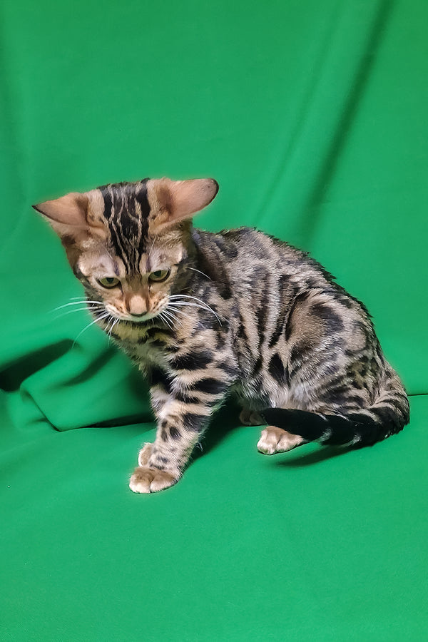Bonnie | Bengal Kitten