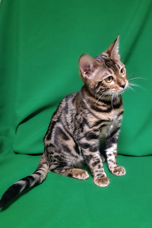 Bonnie | Bengal Kitten