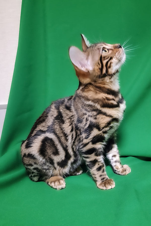 Bonnie | Bengal Kitten
