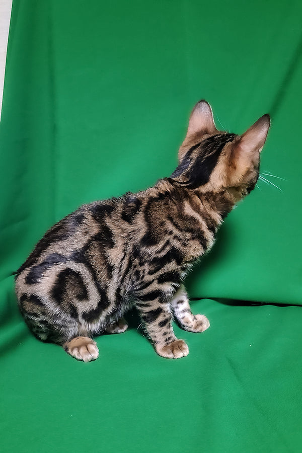 Bonnie | Bengal Kitten
