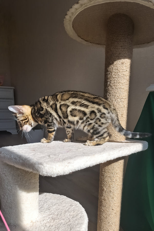 Bonnie | Bengal Kitten