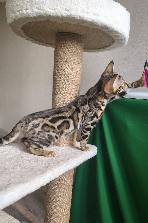 Bonnie | Bengal Kitten