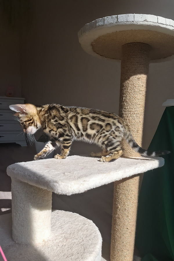 Bonnie | Bengal Kitten