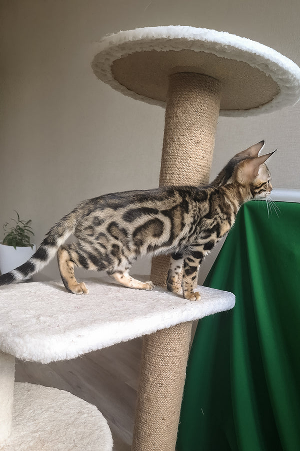 Bonnie | Bengal Kitten