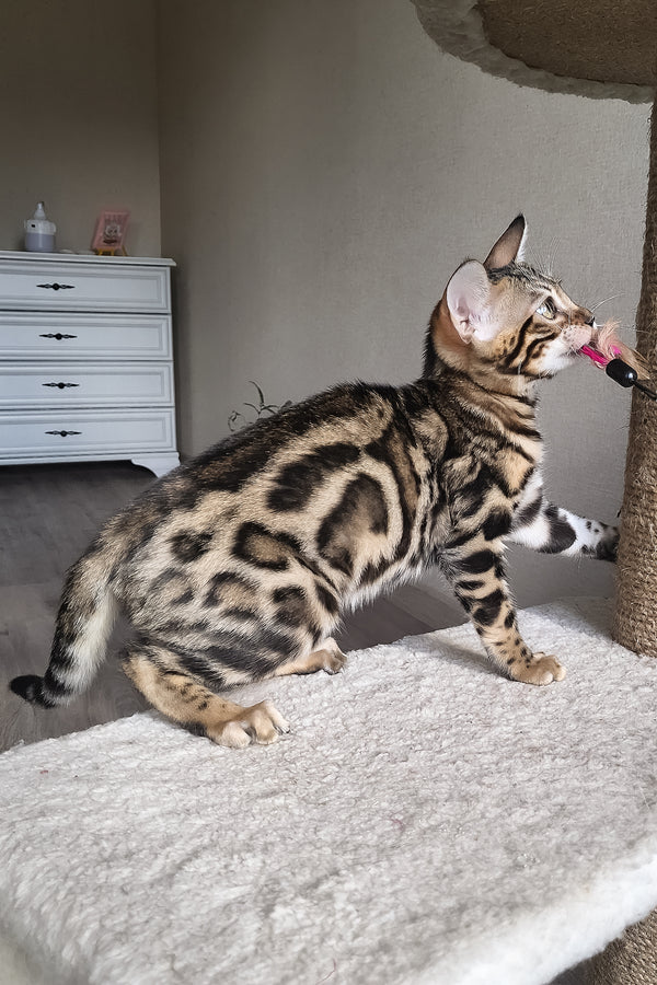Bonnie | Bengal Kitten