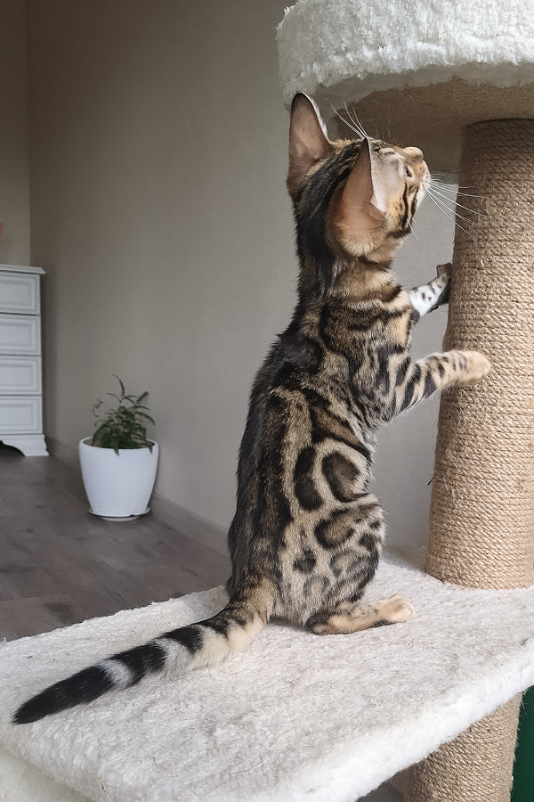 Bonnie | Bengal Kitten