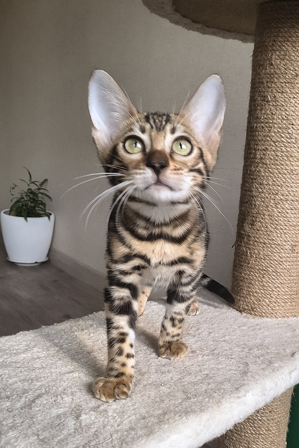 Bonnie | Bengal Kitten