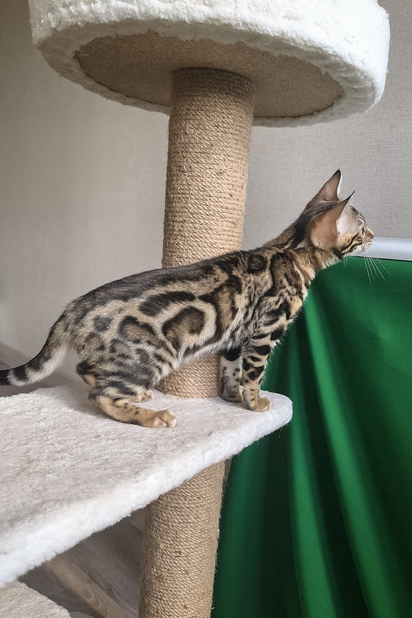Bonnie | Bengal Kitten