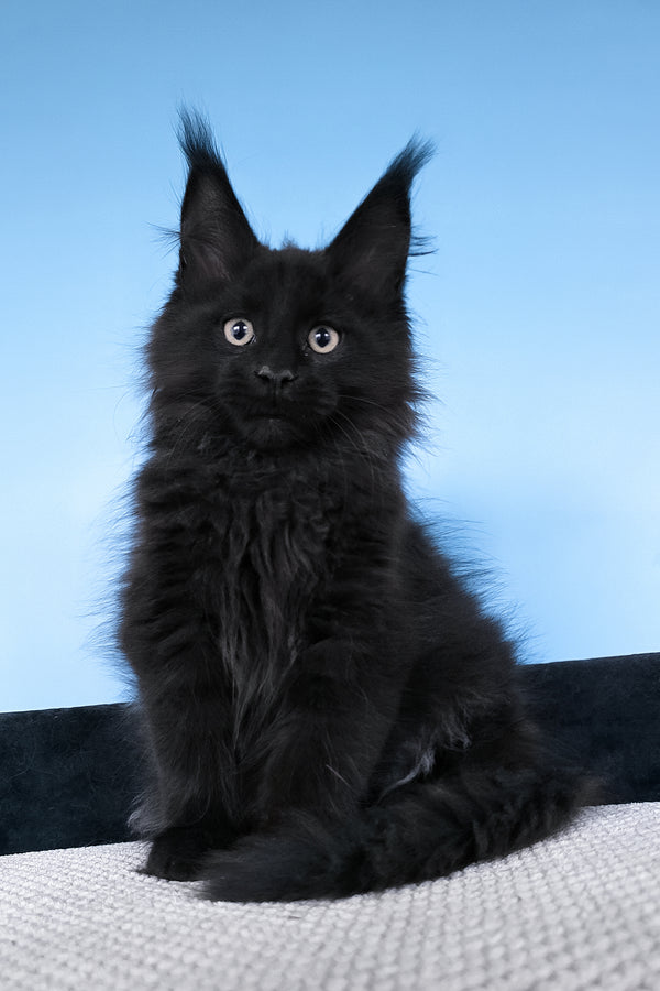 Boris | Maine Coon Kitten