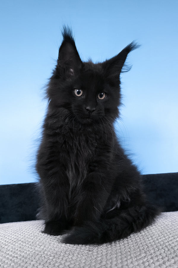 Boris | Maine Coon Kitten