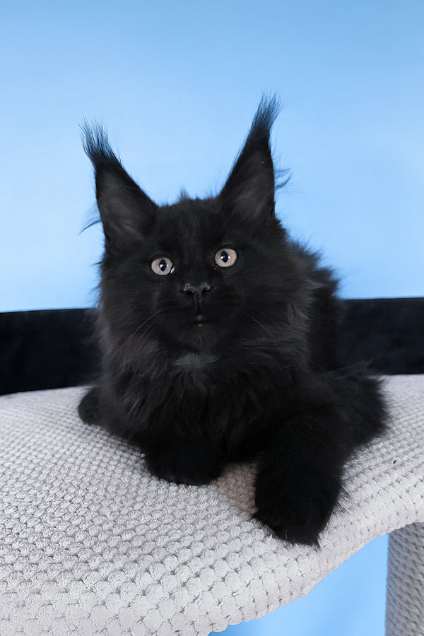 Boris | Maine Coon Kitten