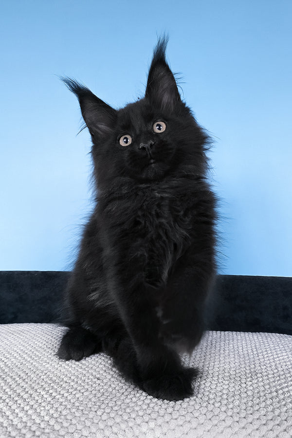 Boris | Maine Coon Kitten
