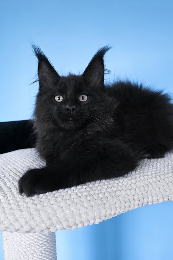 Boris | Maine Coon Kitten