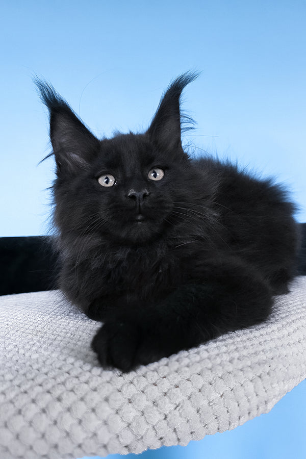 Boris | Maine Coon Kitten