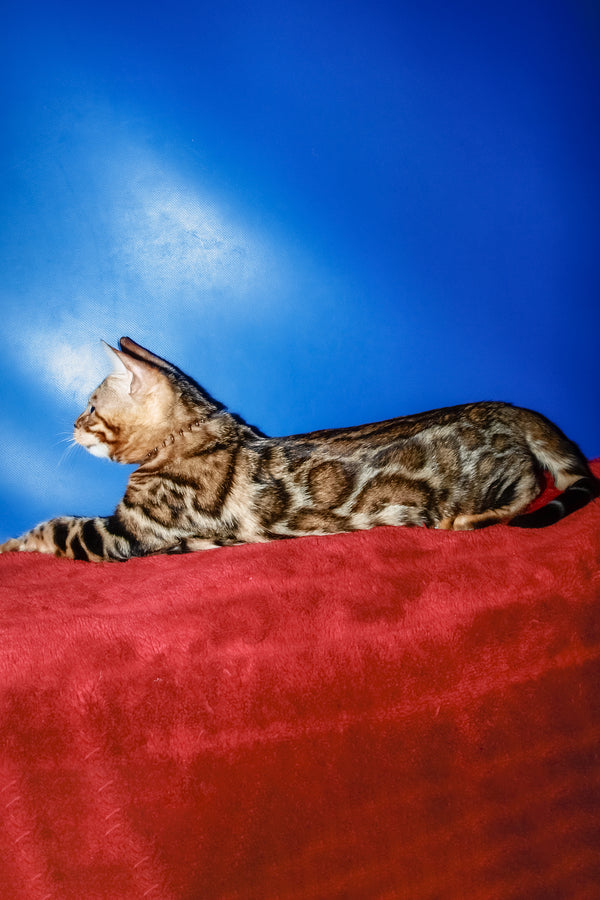 Boris | Bengal Kitten