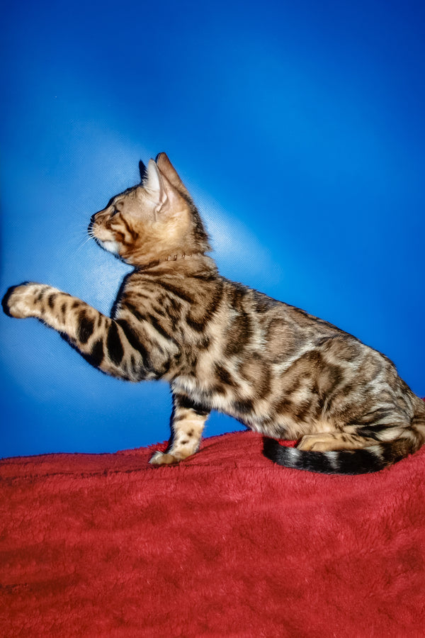 Boris | Bengal Kitten