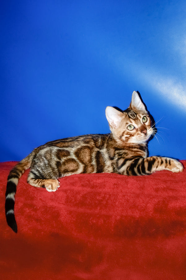 Boris | Bengal Kitten