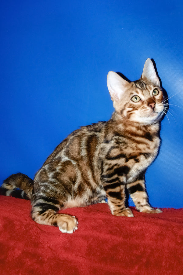 Boris | Bengal Kitten