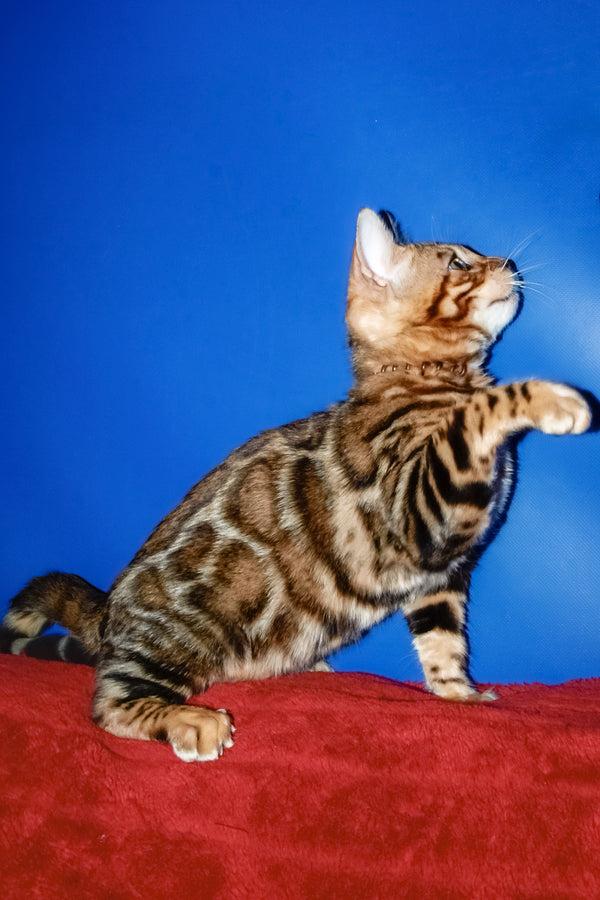Boris | Bengal Kitten