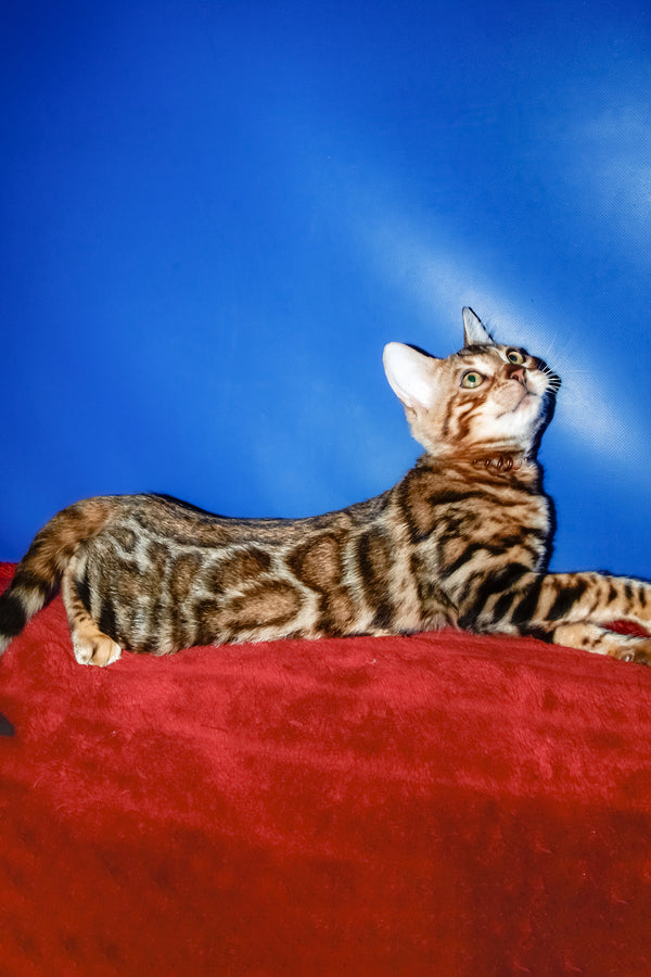 Boris | Bengal Kitten