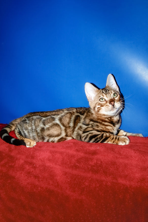 Boris | Bengal Kitten