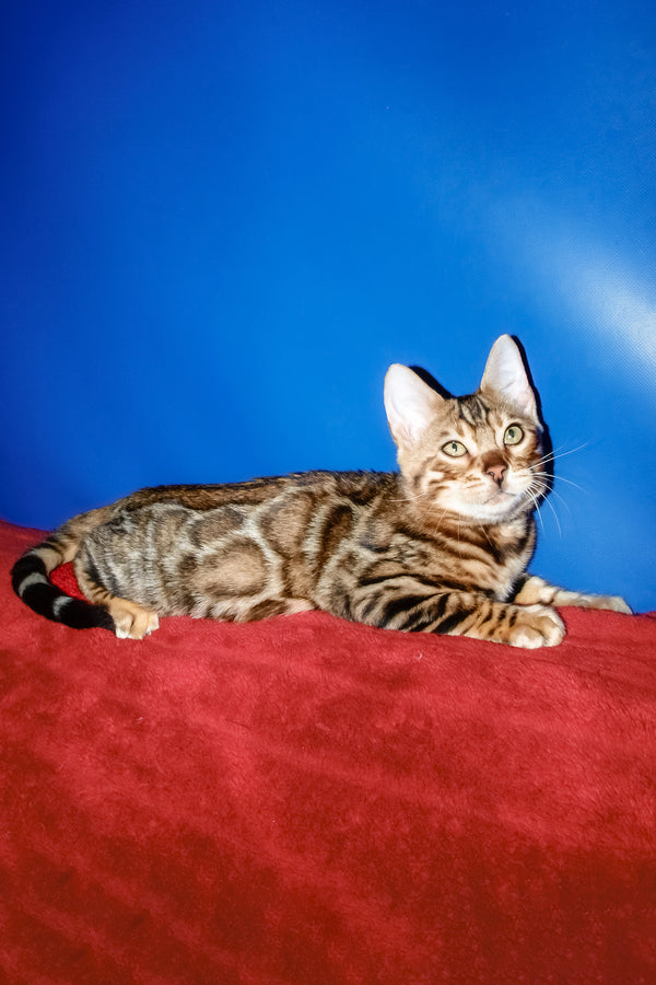 Boris | Bengal Kitten