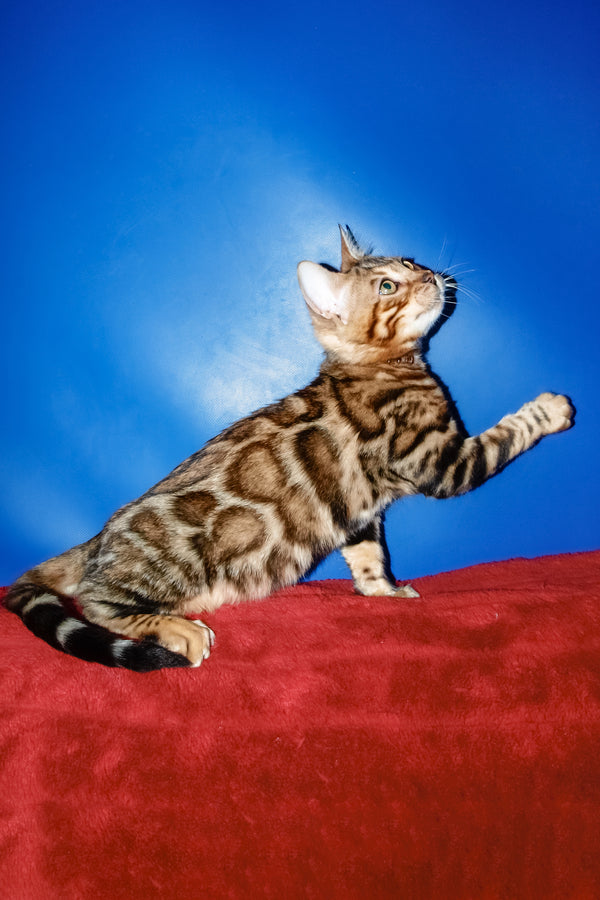Boris | Bengal Kitten